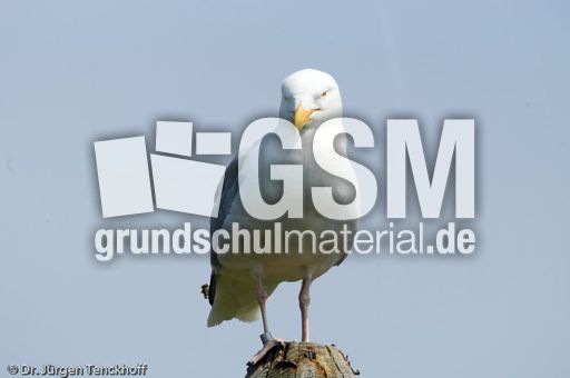 Silbermöve (4 von 5).jpg